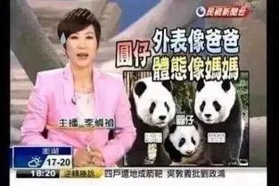 新闻爆料熊猫哥视频大全,揭秘网络红人熊猫哥的多面魅力 第1张 新闻爆料熊猫哥视频大全,揭秘网络红人熊猫哥的多面魅力 第1张